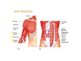 Arm muscle diagram muscles of the rotator cuff human anatomy and physiology lab bsb 141. Muscle Tissue Skeletal Muscle Notes 3 Types Of