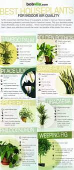 Avoid placing it in a drafty space or near a vent, and you'll be good to go. 10 Easy Houseplants Anyone Can Grow Thegoodstuff Best Indoor Plants Plants Air Purifying Plants