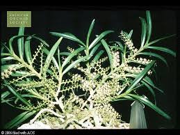 Image result for Tridactyle