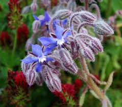 Image result for Borago officinalis