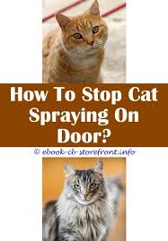 14 Hair Raising Stop My Cat Marking His Territory Admirable