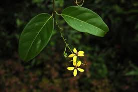 Image result for Tristellateia africana