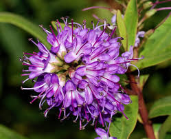 We did not find results for: 23 Flowers That Start With H List Of Flower Names H