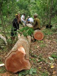 Penebangan liar secara ilegal di suatu kawasan hutan dapat menurunkan dan mengubah fungsi hutan. Memberantas Penebangan Liar Di Indonesia Dengan Memberikan Kesempatan Pada Masyarakat Lokal Untuk Mengelola Hutan