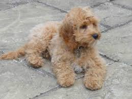 This is cockapoo puppies, 3 weeks old by andrew mager on vimeo, the home for high quality videos and the people who love them. Cockapoo Puppies For Sale Cockapoo Dog Breeders