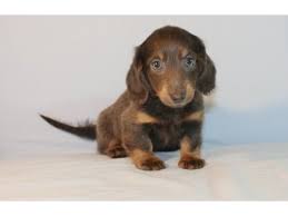 Find dachshund puppies for sale with pictures from reputable dachshund breeders. Dachshund Puppies For Adoption The Y Guide