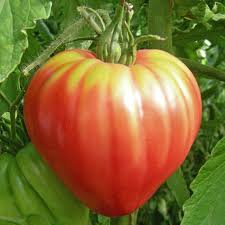 Seeds tomato favorite large red vegetable planting organic heirloom ukraine. Tomato Seeds Oxheart Pink Vegetable Seeds In Packets Bulk Eden Brothers