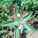 Image result for Astripomoea malvacea