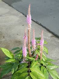 Image result for Uraria