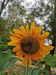 Memandangi bunga matahari seolah memantulkan kegembiraan dan keceriaan. Dr Azima Betapa Indah Bunga Matahari Disinari Cahaya Facebook