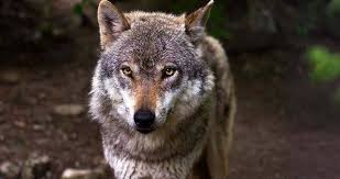 If you would like to expand your search outside of wolf hybrid puppies listed in texas, then perhaps you would be interested in the following puppies. 13 Dogs That Look Like Wolves Wolf Content Explained