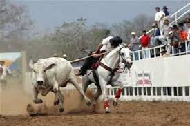 Resultado de imagen para FERIAS Y FIESTAS EN CASANARE