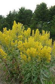 Showy Goldenrod Solidago Speciosa Prairie Nursery Native Seeds Native Plants Pollinator Garden Plants