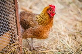 Premium Photo Chickens On Traditional Free Range Poultry Farm