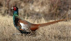 Green Phesant Animals Duck Pictures Pheasant Hunting