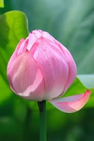 Drooping Petal Flowers Lotus Flower Pictures Beautiful Pink Flowers