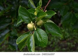 Image result for Ebenaceae