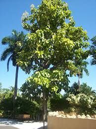 Image result for Tectona