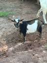 ND blue eyed billy goat - farm & garden - by owner - sale - craigslist