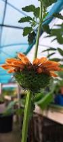 Image result for Leonotis nepetifolia