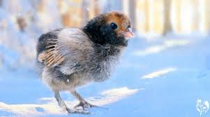 Winter can be a difficult time for a small flock of chickens. How To Keep Backyard Chickens Warm In Winter