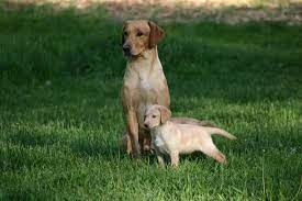 Danikk labradors is a kennel run by dr. Royalty British Kennels