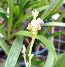 Image result for Polystachya lawrenceana