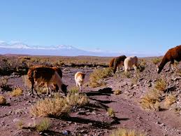 Kunci jawaban permainan tebak gambar level 16. Atacama Wuste In Chile 16 Sehenswurdigkeiten Reisetipps