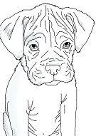 805 x 1024 jpeg 76 кб. Boxer Puppy Coloring Page Free Coloring Pages Online