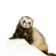 10 Ferrets Ideas Ferret Cute Ferrets Funny Ferrets