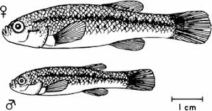 Image result for Orestias