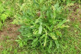 Image result for Rumex lanceolatus