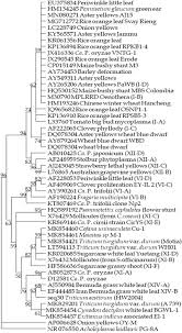 Image result for Rhynchosia divaricata