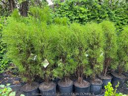 Image result for Rhamnus