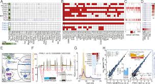 From wikimedia commons, the free media repository. Aberrant Expression Of Select Pirna Pathway Genes Does Not Reactivate Pirna Silencing In Cancer Cells Pnas