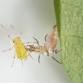 Lacewing Releases Field Day - Rock Island