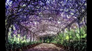 Jardines Con Pergolas Para Admirar Malaga Wisteria Andalusia
