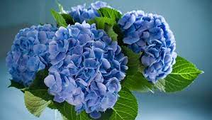 Scarica questo foto premium su fiori di ortensie con foglie e scopri oltre 10 milioni di foto d'archivio professionali su freepik Ortensie Come Farle Durare Fresche O Essiccate Www Stile It