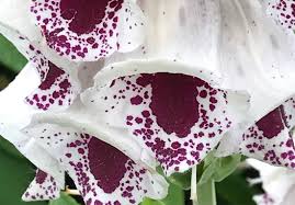 Foxgloves are easy to grow, vertical accents for part sun, or dappled shade. Foxgloves For The Garden Richard Jackson Garden
