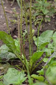 Image result for Plantago palmata