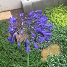 アガパンサスが２年目でついに開花 まさに弾ける青色の花火 ズボラな週末ガーデニング
