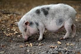 The concept of natural cultivation. South Carolina Fugitive Pet Pig Taken Into Custody For Escaping Home