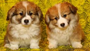 We ship to most locations in the 48 continental united you a future puppy.) breeding is a serious endeavor and we take pride in doing our best to bring you the best of our pembroke welsh corgi breed. How Much Does A Pembroke Welsh Corgi Cost 2020