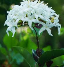 Image result for Ophrypetalum odoratum