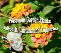 Poisonous Garden Plants Daffodils Lantana And Euphorbia Euphorbia Lantana Lantana Flower