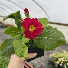 Image result for Primula