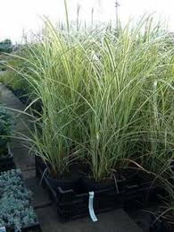 Sichtschutz Chinaschilf Winterhart Miscanthus Variegatus Weibuntes Austrieb Sinensis Extrem Ke Urban Gardening Balcony Balcony Plants Outdoor Gardens