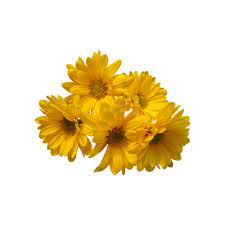 Flowers Yellow Sunflowers Happy Spring Summer Aes Transparent Filler Moodboard Niche Aesthetic Overlay Png Overlays Transparent Sunflower Png Overlays Picsart