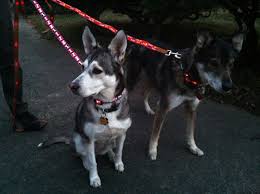 Mingus Dottie Try It Dog E Glow Led Leashes And Collars