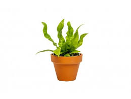 Image result for sleziník Asplenium